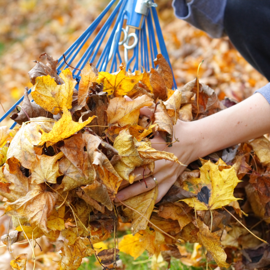 person with a blue rake, raking fallen yellow leaves into a pile