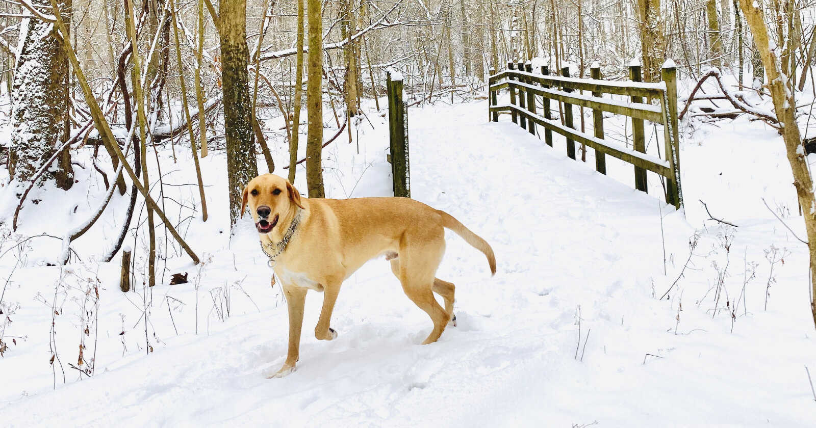 Why My Dog Brush Can Help You Sell Your House